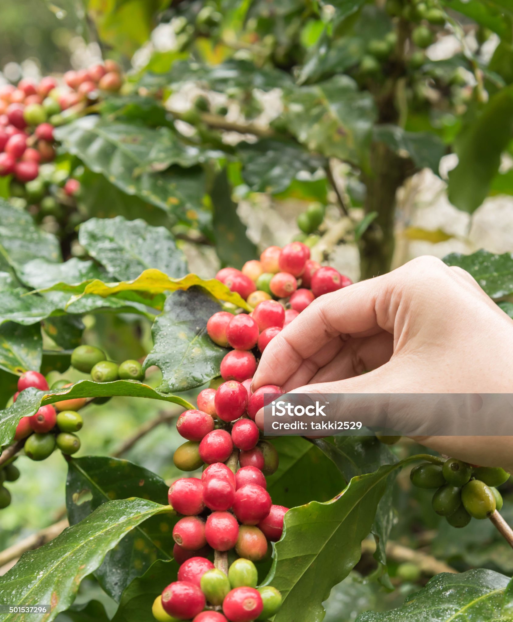 Nuestra nueva variedad typica